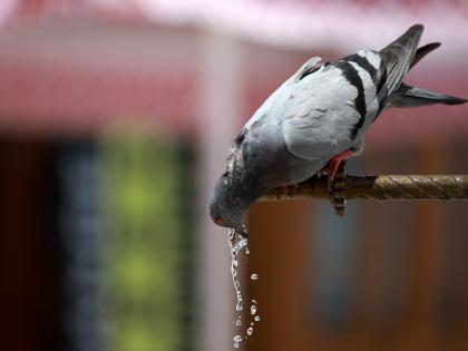 Japanese cab driver arrested for killing pigeon | Japanese cab driver arrested for killing pigeon Japanese cab driver arrested for killing pigeon | Japanese cab driver arrested for killing pigeon