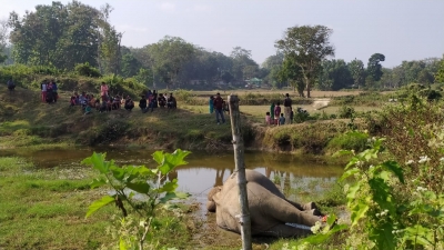 Two elephants die of suspected poisoning in Assam | Two elephants die of suspected poisoning in Assam