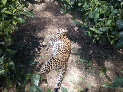 Man-eater leopard killed in J&K's Budgam District | Man-eater leopard killed in J&K's Budgam District Man-eater leopard killed in J&K's Budgam District | Man-eater leopard killed in J&K's Budgam District