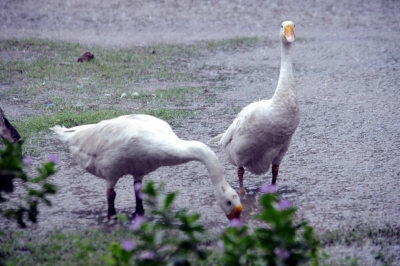Bird flu detected in French duck farm | Bird flu detected in French duck farm