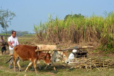 Cane farmer dies during UP protest | Cane farmer dies during UP protest