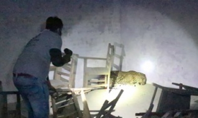 Leopard stirs panic in Aligarh college, rescued after 4-hr operation | Leopard stirs panic in Aligarh college, rescued after 4-hr operation