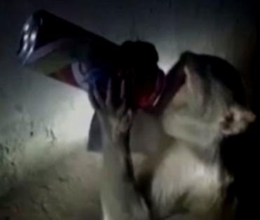 Alcoholic monkey in Rae Bareli troubles liquor venders | Alcoholic monkey in Rae Bareli troubles liquor venders