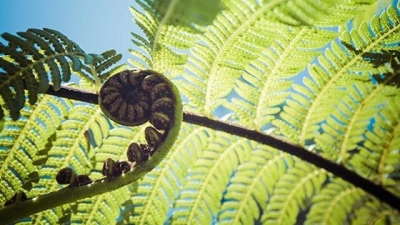 Over 75% of New Zealand's indigenous species at risk of extinction | Over 75% of New Zealand's indigenous species at risk of extinction