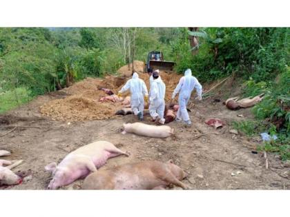 Ethnic violence hit Manipur now battling African Swine Fever | Ethnic violence hit Manipur now battling African Swine Fever Ethnic violence hit Manipur now battling African Swine Fever | Ethnic violence hit Manipur now battling African Swine Fever