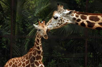 After penguins, Mumbai Zoo to welcome giraffes, zebras, jaguars | After penguins, Mumbai Zoo to welcome giraffes, zebras, jaguars