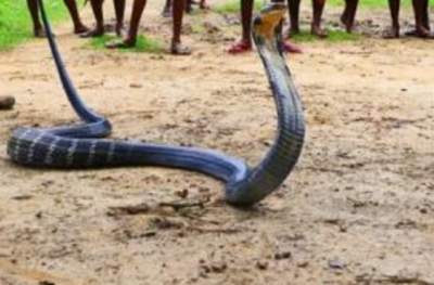 Kerala family suspects death of son succumbing to king cobra bite in zoo | Kerala family suspects death of son succumbing to king cobra bite in zoo