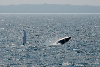 Humpback whales removed from Australian threatened species list | Humpback whales removed from Australian threatened species list