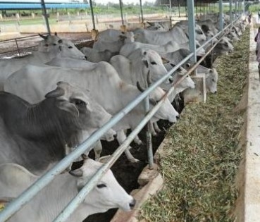 Expert team probes cattle deaths in UP district | Expert team probes cattle deaths in UP district