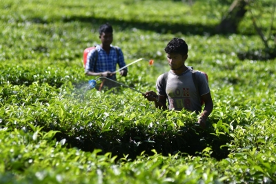 Key anti-virus defence system in plants explored by CCMB researchers | Key anti-virus defence system in plants explored by CCMB researchers Key anti-virus defence system in plants explored by CCMB researchers | Key anti-virus defence system in plants explored by CCMB researchers