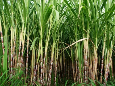 Goa's sugarcane farmers in distress as they find no buyers | Goa's sugarcane farmers in distress as they find no buyers