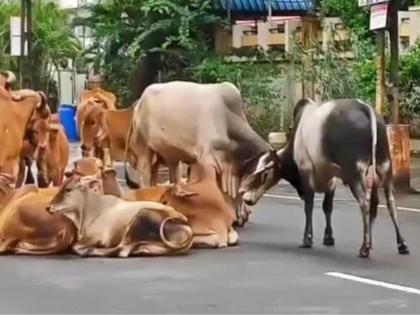 After stray dogs, Ahmedabad Municipal Corporation to ramp up efforts against stray cattle menace | After stray dogs, Ahmedabad Municipal Corporation to ramp up efforts against stray cattle menace After stray dogs, Ahmedabad Municipal Corporation to ramp up efforts against stray cattle menace | After stray dogs, Ahmedabad Municipal Corporation to ramp up efforts against stray cattle menace