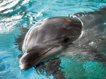 Dolphin sanctuary in UP's Chambal soon | Dolphin sanctuary in UP's Chambal soon