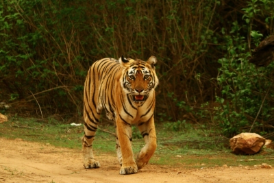 Roaring cheers: Adult tiger caught on camera-trap in Himachal's national park | Roaring cheers: Adult tiger caught on camera-trap in Himachal's national park