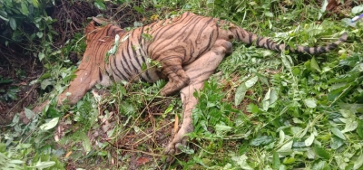 Royal Bengal Tiger killed in Assam | Royal Bengal Tiger killed in Assam