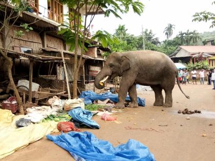 Kerala forest watcher injured in wild elephant attack in Idukki | Kerala forest watcher injured in wild elephant attack in Idukki Kerala forest watcher injured in wild elephant attack in Idukki | Kerala forest watcher injured in wild elephant attack in Idukki