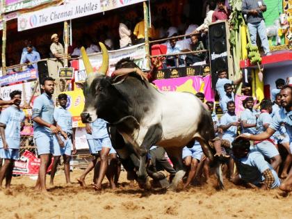 Jallikattu bulls to get unique IDs in Tamil Nadu | Jallikattu bulls to get unique IDs in Tamil Nadu Jallikattu bulls to get unique IDs in Tamil Nadu | Jallikattu bulls to get unique IDs in Tamil Nadu