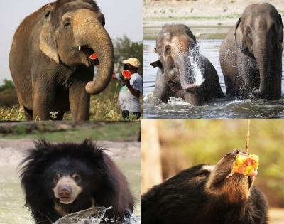 Special measures help rescued elephants, bears beat the summer heat | Special measures help rescued elephants, bears beat the summer heat