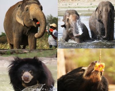 Special measures help rescued elephants, bears beat the summer heat | Special measures help rescued elephants, bears beat the summer heat Special measures help rescued elephants, bears beat the summer heat | Special measures help rescued elephants, bears beat the summer heat