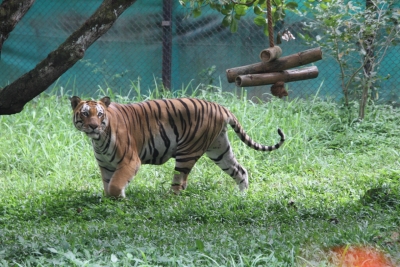 Kanpur tiger finds a new home in Gorakhpur | Kanpur tiger finds a new home in Gorakhpur