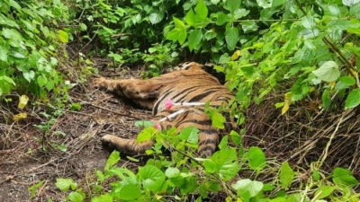 5-yr-old tiger succumbs to injuries in K'taka reserve forest | 5-yr-old tiger succumbs to injuries in K'taka reserve forest