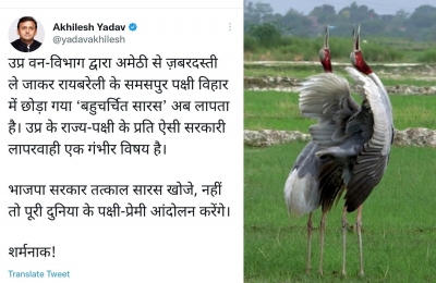 Sarus, taken away from friend, goes missing in UP sanctuary | Sarus, taken away from friend, goes missing in UP sanctuary