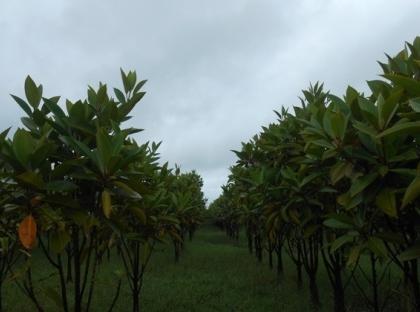 Kerala seeks IIM-K help to give fillip to plantation sector | Kerala seeks IIM-K help to give fillip to plantation sector Kerala seeks IIM-K help to give fillip to plantation sector | Kerala seeks IIM-K help to give fillip to plantation sector
