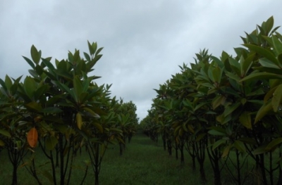 Air pollution increasingly threatening the mangrove ecosystem of Sunderbans: Study | Air pollution increasingly threatening the mangrove ecosystem of Sunderbans: Study