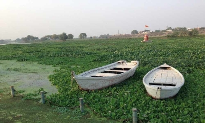 Lucknow's Gomti river turns green with water hyacinth | Lucknow's Gomti river turns green with water hyacinth