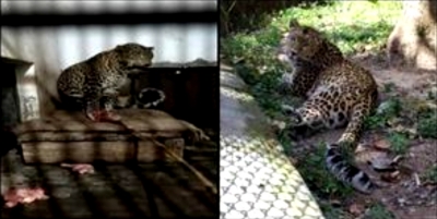 Nine leopards serving 'life imprisonment' in U'khand! | Nine leopards serving 'life imprisonment' in U'khand!