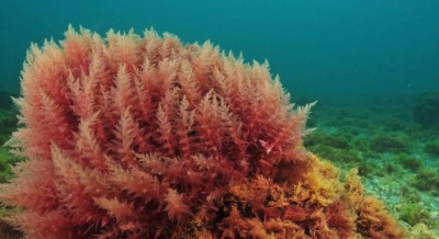 The goodness of red algae | The goodness of red algae