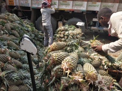 Mounting losses add to Kerala pineapple growers' stress | Mounting losses add to Kerala pineapple growers' stress