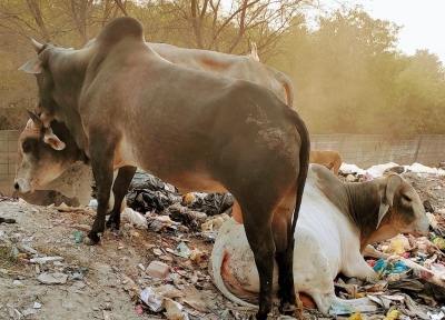Deaf woman gored to death by stray bull in UP | Deaf woman gored to death by stray bull in UP