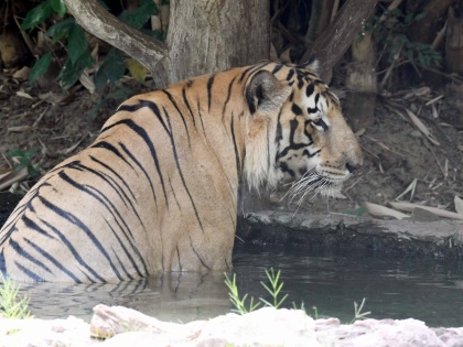 Pilibhit Tiger Reserve on alert over poaching threat | Pilibhit Tiger Reserve on alert over poaching threat