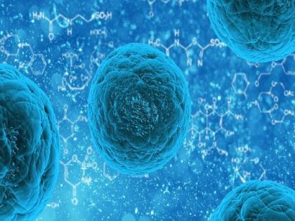 Study finds infection strengthen ageing immune system | Study finds infection strengthen ageing immune system