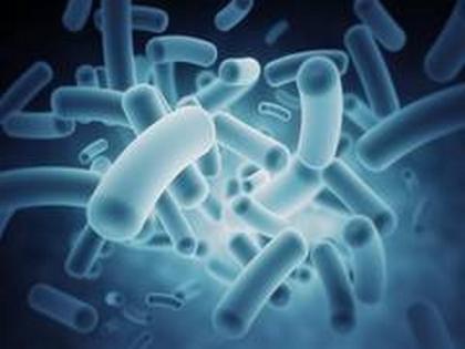 Study: Bacteria shape their resilient to antibiotics | Study: Bacteria shape their resilient to antibiotics