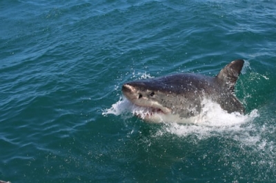 Man killed in W.Australia shark attack | Man killed in W.Australia shark attack