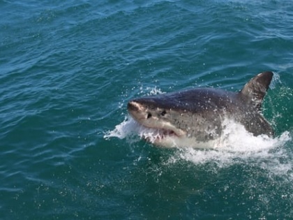 4 great white sharks detected in waters off NY, New Jersey | 4 great white sharks detected in waters off NY, New Jersey