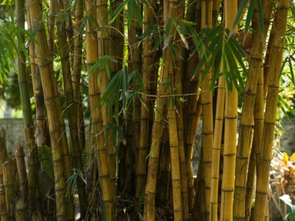 Here's how Bamboo is bringing development in Jharkhand | Here's how Bamboo is bringing development in Jharkhand