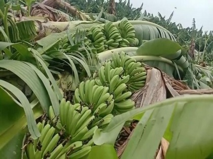 Andhra: Heavy rain destroys banana crop in Anantapur, farmers stare at Rs 1crore loss | Andhra: Heavy rain destroys banana crop in Anantapur, farmers stare at Rs 1crore loss