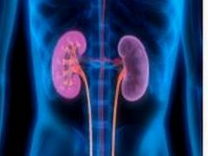 Study examines the effects of COVID-19 on human kidney cells | Study examines the effects of COVID-19 on human kidney cells