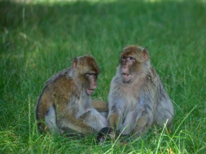 Study focuses on how close friends help macaques survive | Study focuses on how close friends help macaques survive