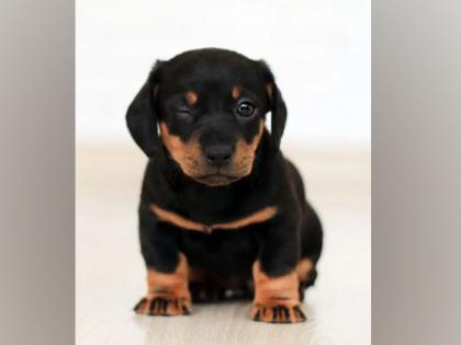 Puppies develop social skills to communicate with people shortly after birth: Study | Puppies develop social skills to communicate with people shortly after birth: Study