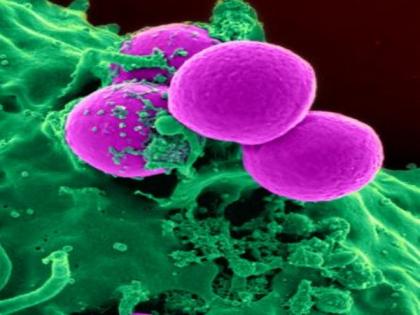 Bacteria could learn to predict future, study says | Bacteria could learn to predict future, study says