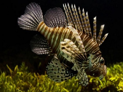 Study confirms invasive lionfish now threaten species along Brazilian coast | Study confirms invasive lionfish now threaten species along Brazilian coast