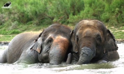 Elephants in Agra shelter beat the heat in swimming pools | Elephants in Agra shelter beat the heat in swimming pools