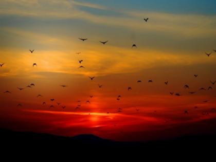 Study shows flocking birds, schooling fish, other collective movements can stabilize ecosystems | Study shows flocking birds, schooling fish, other collective movements can stabilize ecosystems