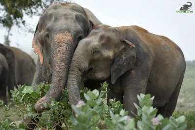 Karnataka will not provide elephants to PTR | Karnataka will not provide elephants to PTR