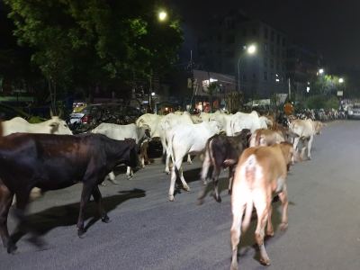 Delhi HC asks government to take action for removal of cows from roads | Delhi HC asks government to take action for removal of cows from roads