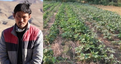 Agriculture sans chemicals is giving Himachal farmers better and sustainable incomes | Agriculture sans chemicals is giving Himachal farmers better and sustainable incomes
